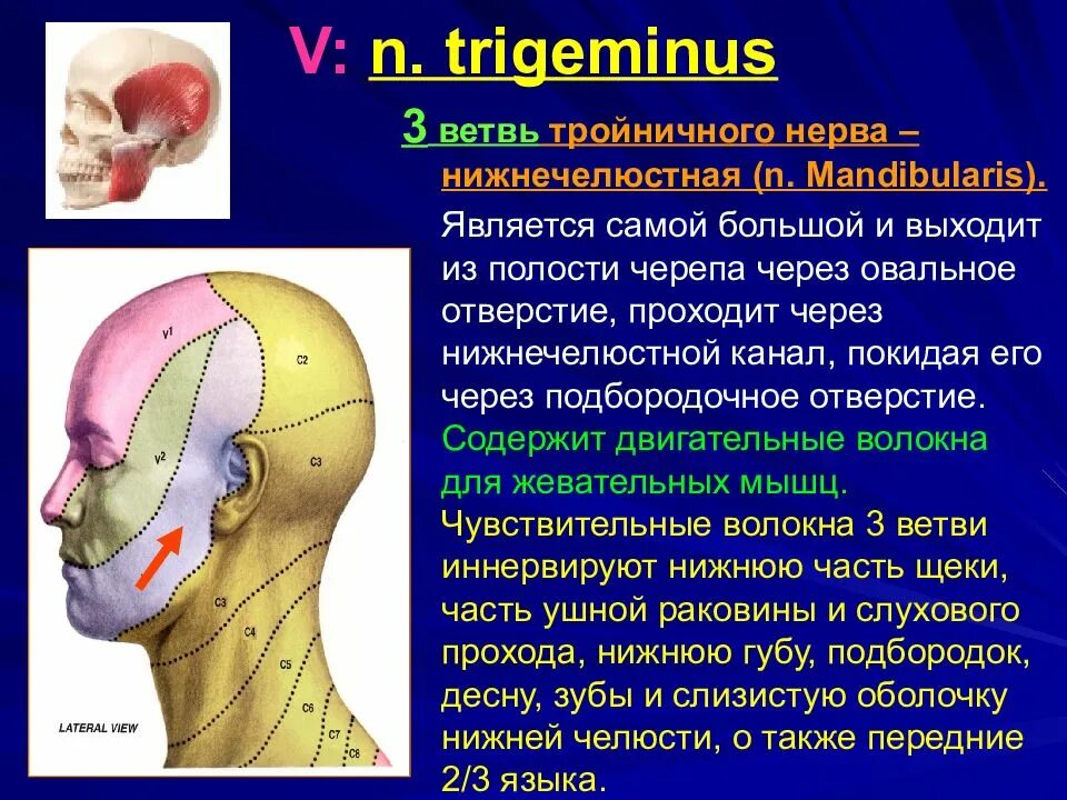 Тройничный черепной нерв. 3 Ветвь тройничного нерва. Третья ветвь тройничного нерва иннервирует. Двигательные волокна тройничного нерва. Ветвь тройничного нерва, иннервирующая жевательную мускулатуру.