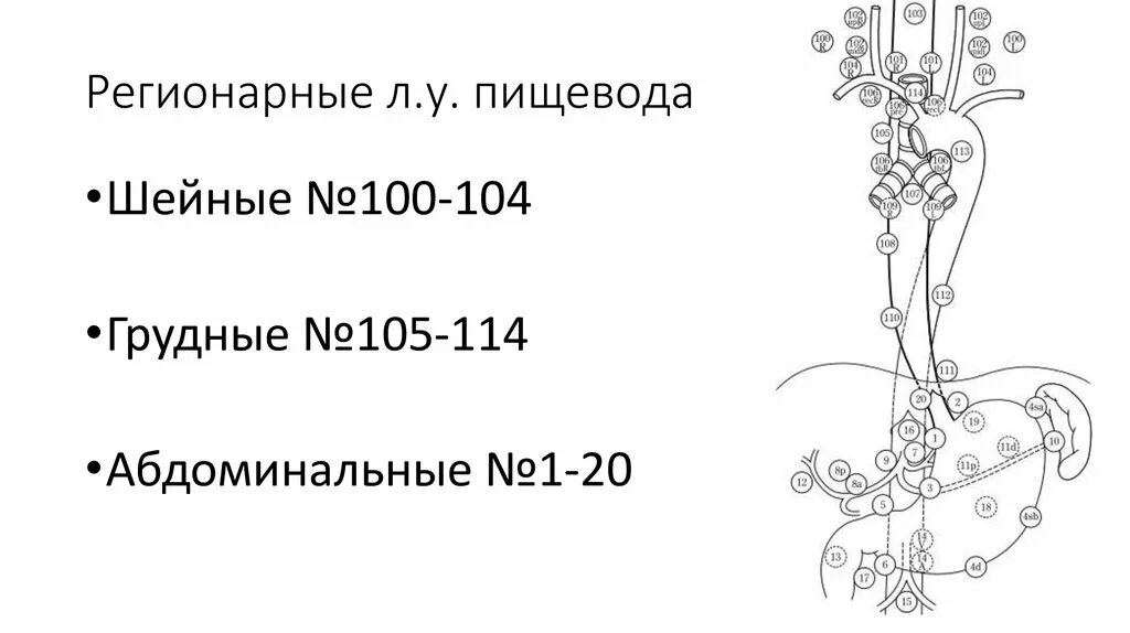 Лимфоузлы пищевода. Лимфоузлы пищевода японская классификация. Регионарные лимфоузлы пищевода. Региональные лимфатические узлы пищевода. Лимфоотток от пищевода схема.