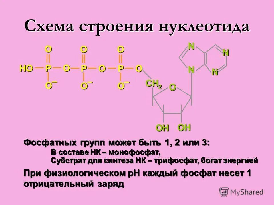 Входит в мономеры белка. Фосфатная группа. Строение нуклеотида фосфатная группа. Строение мономера протеинов. Фосфорильной группы.