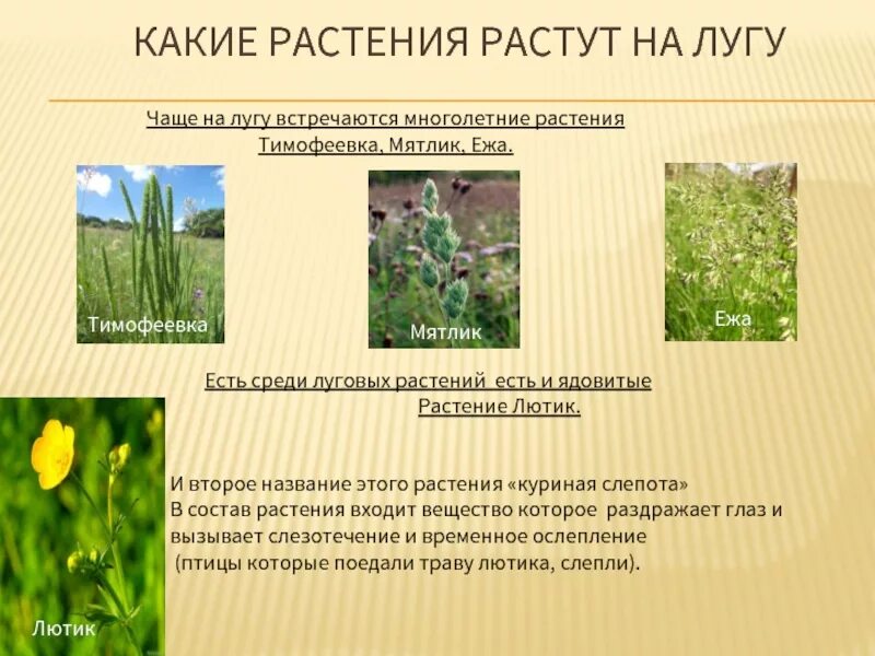 Какое растение ты видишь