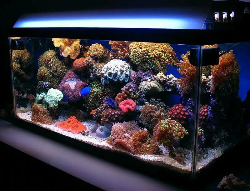 Морской аквариум Амано. Reef 40 Gallon. Морской аквариум 150 литров. Reef 10 Gallon.