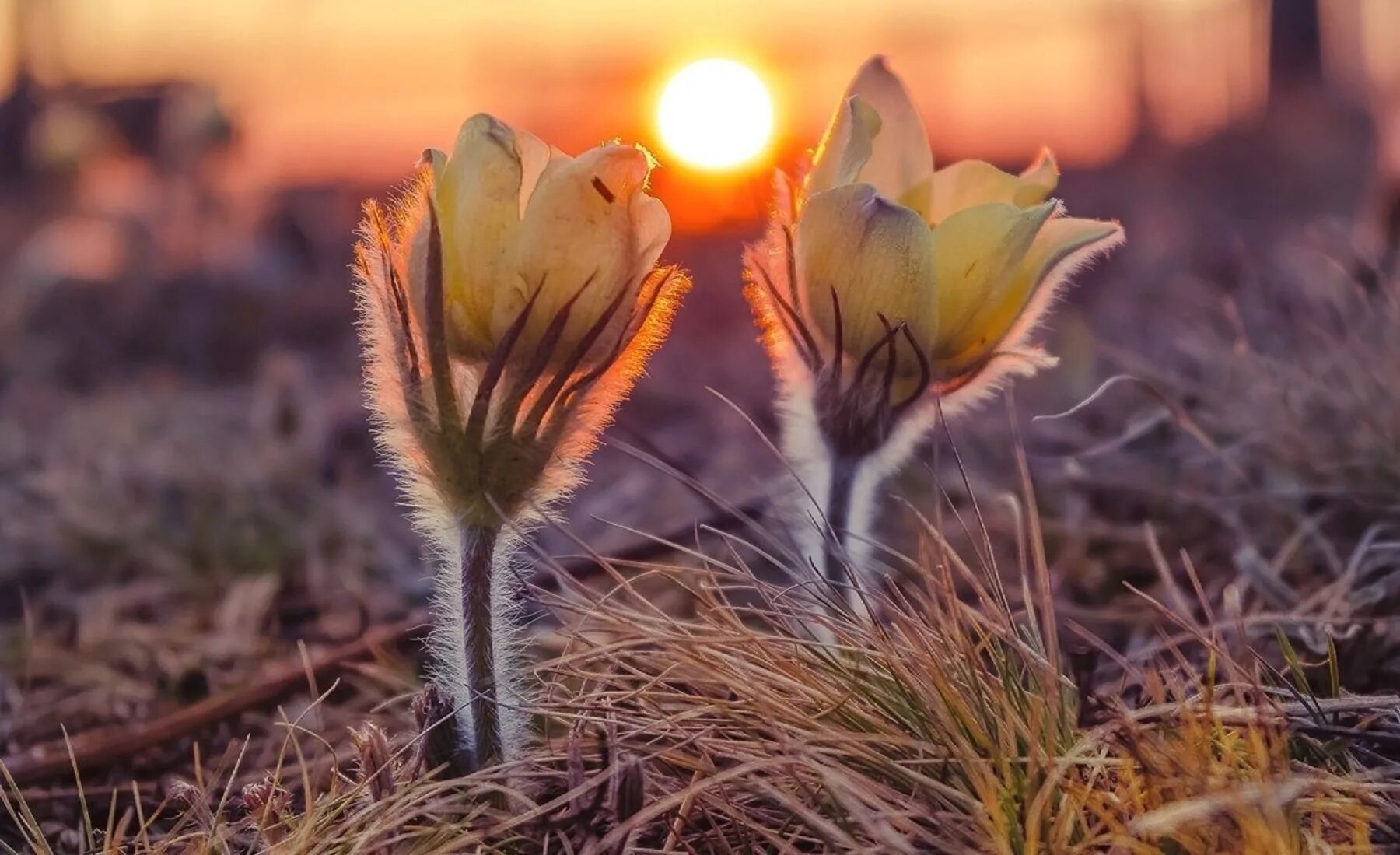 весенний день. весенний рассвет. весна солнце. весенний рассвет. весна подснежники солнце.