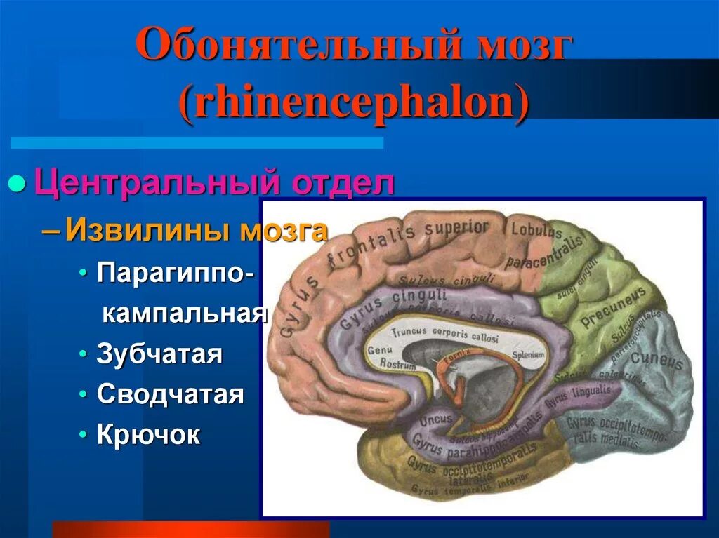 Обонятельный мозг анатомия. Периферический отдел обонятельного мозга. Сводчатая извилина головного мозга. Центральный отдел обонятельного мозга. Обонятельные зоны мозга