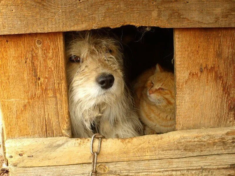 Конура для кошки. Собака и кот в конуре. Будка для собаки и кота. Кот и пес в будке. Друг пригласил переночевать