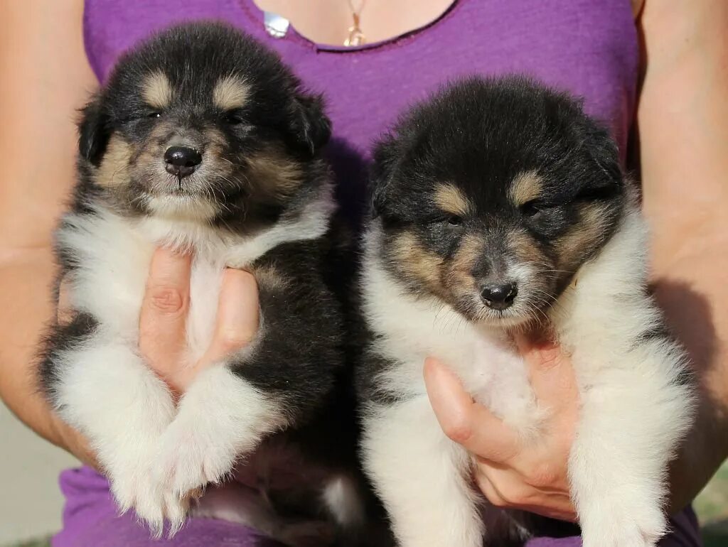 собаки абинск