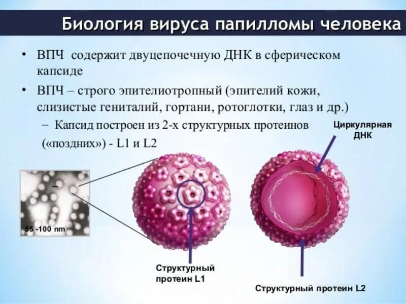 ВПЧ капсид. Вирус папилломы строение. ВПЧ строение вируса. Вирус human