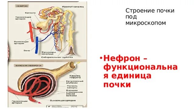 Нефрон почки под микроскопом. Микроскопическое строение почки строение нефрона. Функциональная единица почек микроскоп. Строение нефрона человека таблица. Незначительное выделение мочи латынь