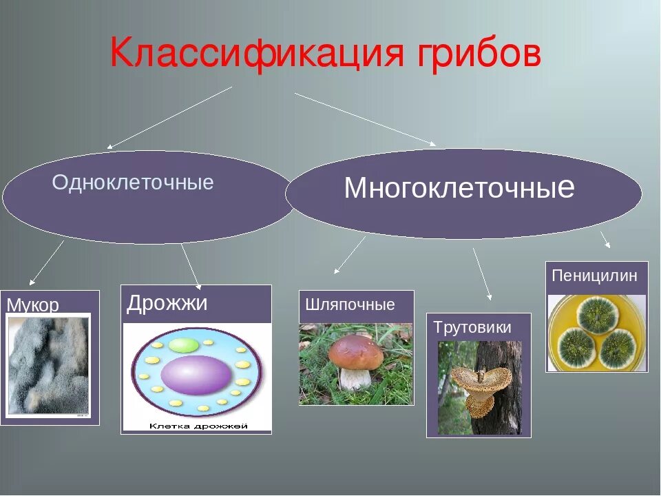 Среди грибов встречаются как одноклеточные. Строение гриба одноклеточные и многоклеточные. Классификация грибов одноклеточные и многоклеточные. Одноклеточные и многоклеточные грибы 5 класс биология. Виды грибов одноклеточные и многоклеточные.