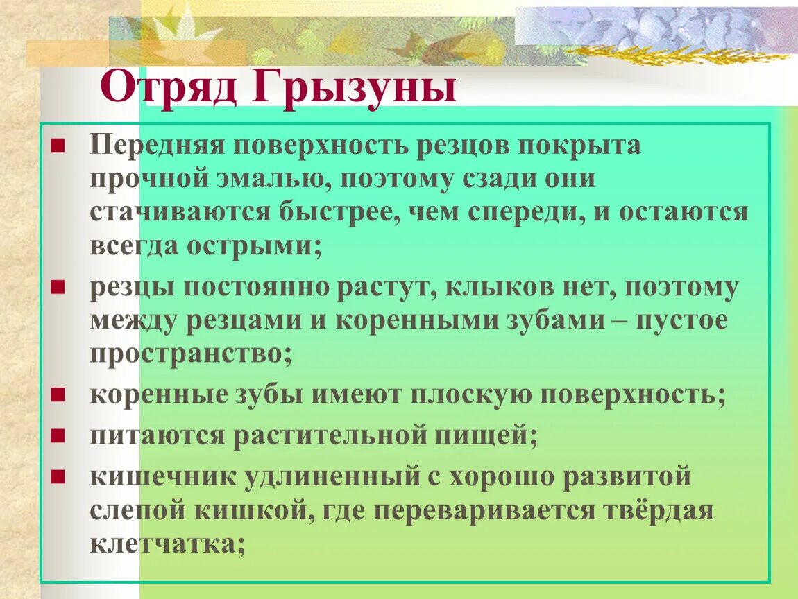 Признаки отряда грызуны. Особенности отряда Грызуны. Общая характеристика грызунов. Характеристика отряда грызунов. Общие признаки отряда грызунов.