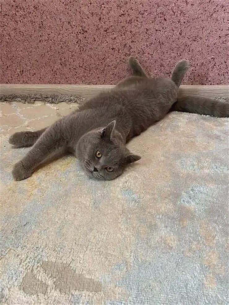 Алее кот. Кот лежит на животе. котенок лежит на животе. пузико кота.