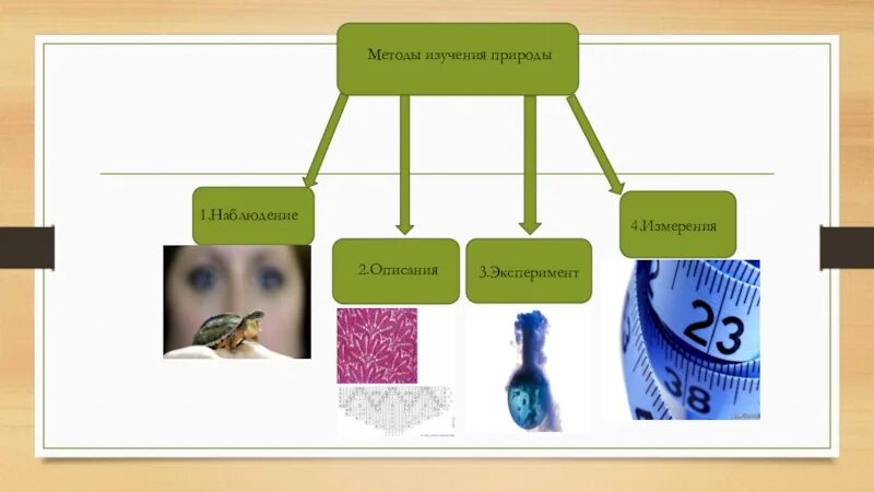 Методы биологического эксперимента. Методы изучения природы. Методы биологии. Методы исследования в биологии. Наблюдения по биологии.