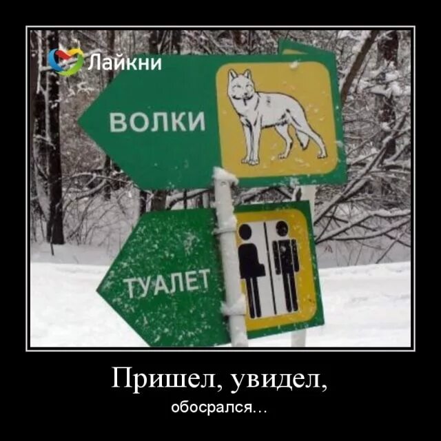 Волк на туалете. Волчий туалет. Волков туалеты. Прикольные картинки в туалет с волком. Пришел увидел получил