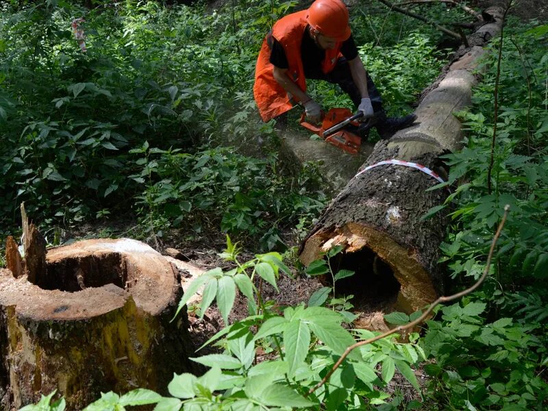 Нужно вывести из леса 35 бревен. Валка опасных деревьев. Спил опасных деревьев. Вырубка деревьев опасных. Спиленные деревья в лесу.
