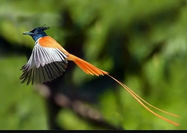 Птица имеющая длинный хвост. Райская мухоловка птица. Мухоловка Райская (Terpsiphone Paradisi). Веерохвостая мухоловка. Длиннохвостая Райская мухоловка.