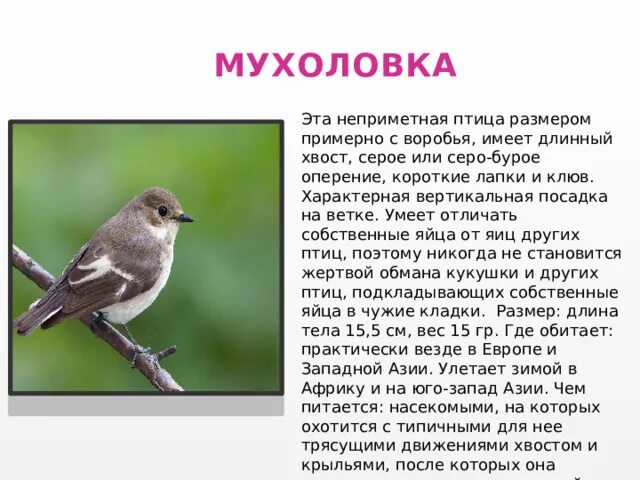 Пепельная мухоловка. Мухоловка обыкновенная птица. Описание птицы мухоловки. Серая мухоловка птица. Мухоловка пеструшка.