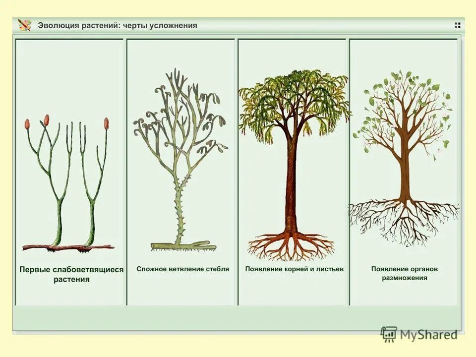 Черты усложнения организации. Схема эволюции высших растений. Схема происхождения высших растений. Эволюция растений псилофиты. Эволюция растений схема.