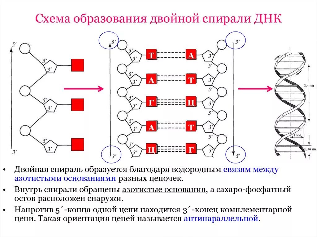 Днк это какие данные. Схема строения ДНК двойная спираль. Структура цепи ДНК. Связи между азотистыми основаниями 2 цепей ДНК. Двойная спираль дезоксирибонуклеиновой кислоты.