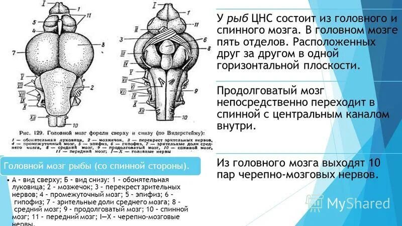 Продолговатый мозг и спинной мозг. Передняя поверхность продолговатого мозга. Головной мозг рыбы состоит из отделов.