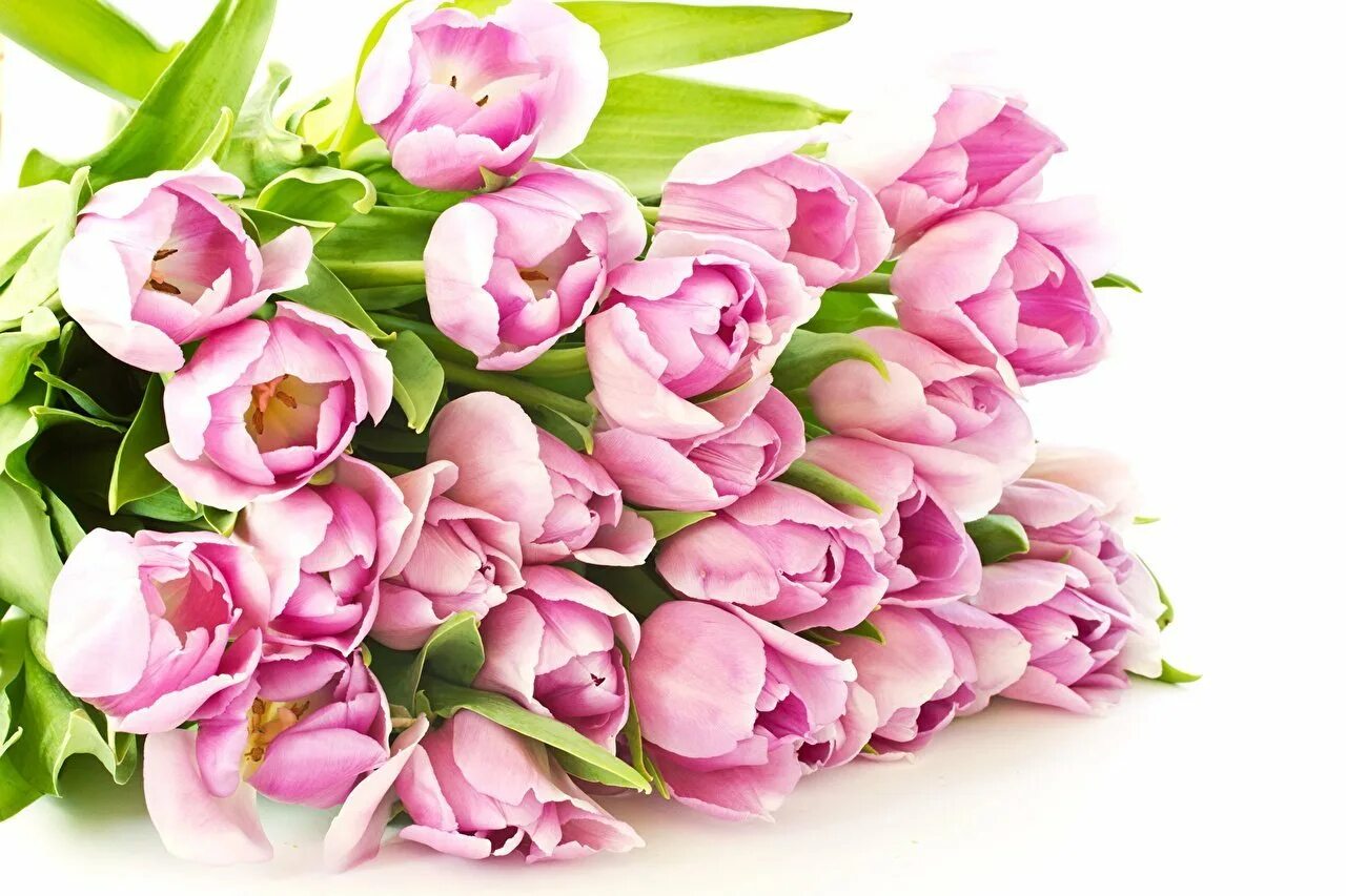 С весенним днем рождения женщине картинки красивые. Розовые тюльпаны. Нежные тюльпаны. Букет тюльпанов.