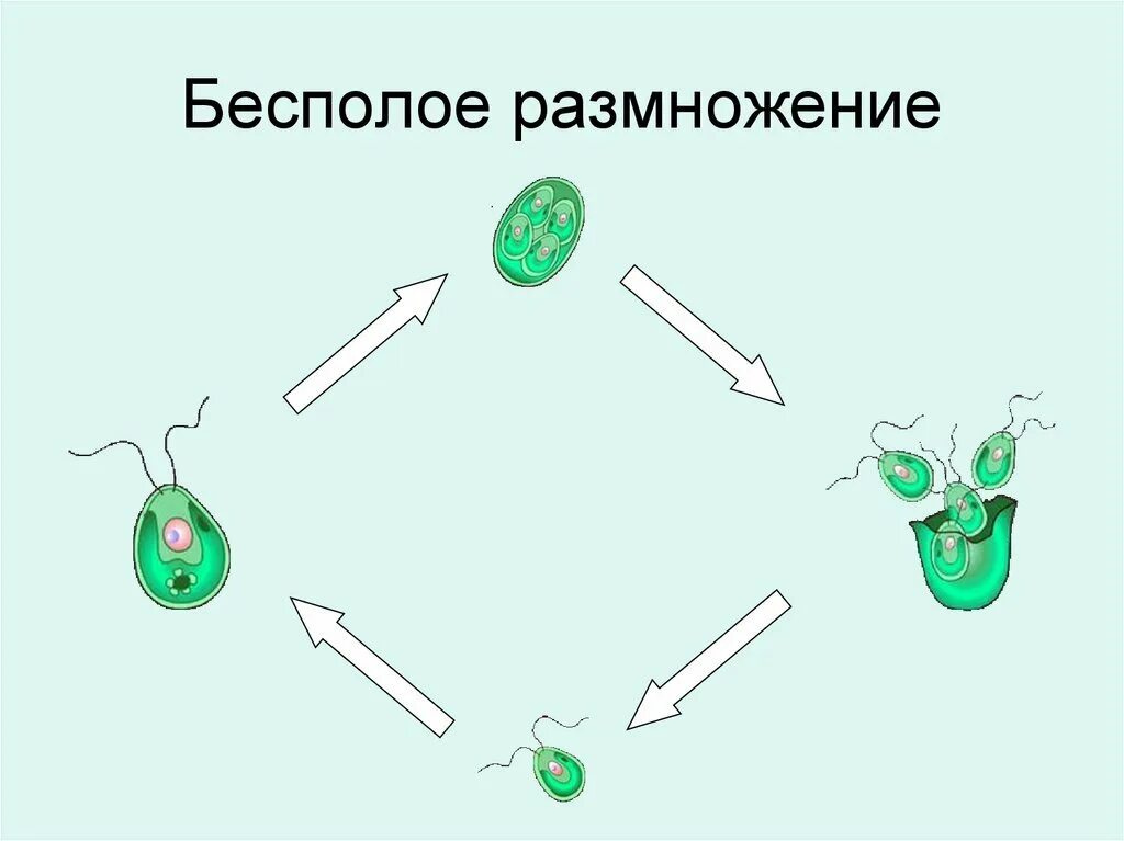 Водоросли оплодотворение. Бесполое размножение водорослей 6 класс. Размножение одноклеточных водорослей. Размножение одноклеточных водорослей 6 класс. Размножение водорослей схема.