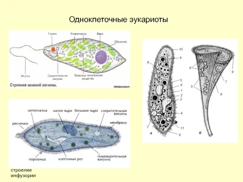 Эвглена и инфузория. Эвглена зеленая и инфузория туфелька. Эвглена зеленая эукариот. Простейшие одноклеточные организмы строение.