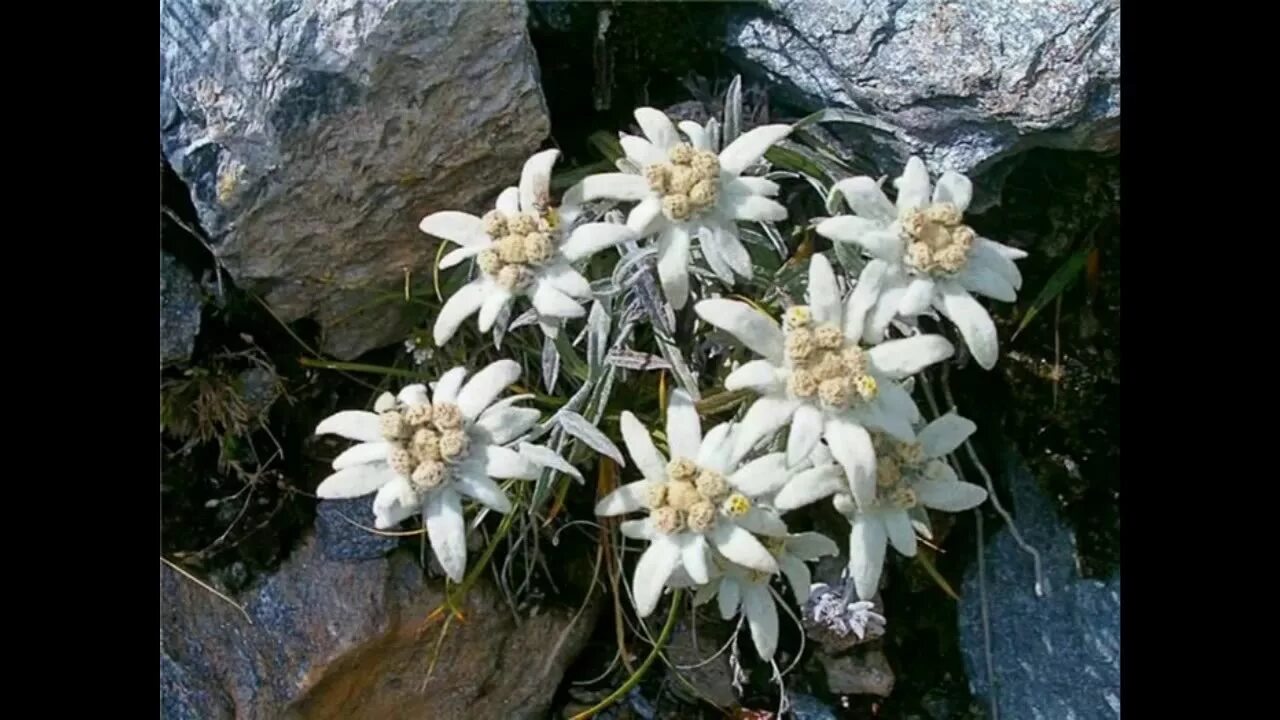 привели цветок