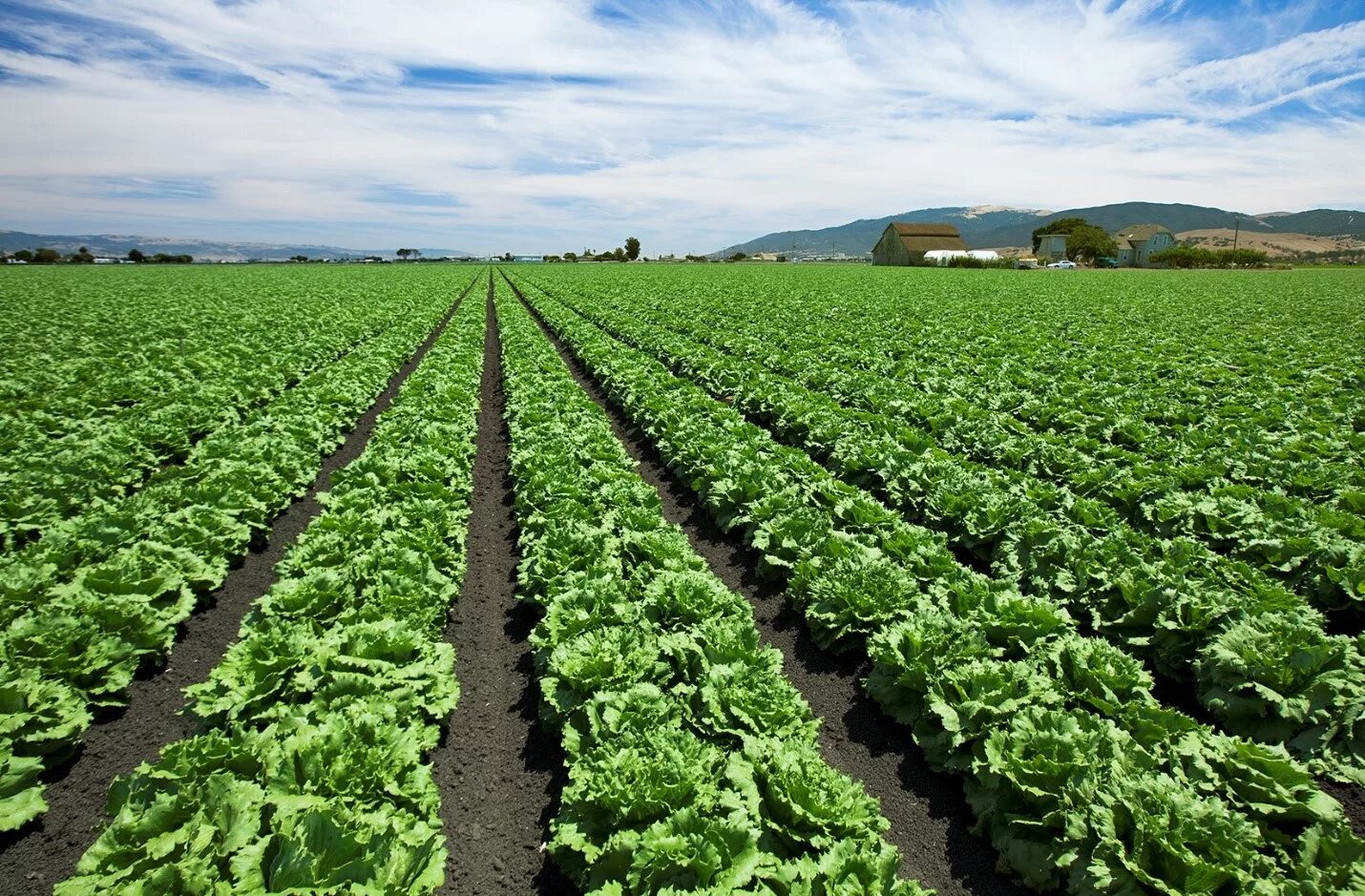 Field processing. Поле овощей. Плантации овощей. Поле грядки. Овощи салаты с поля.