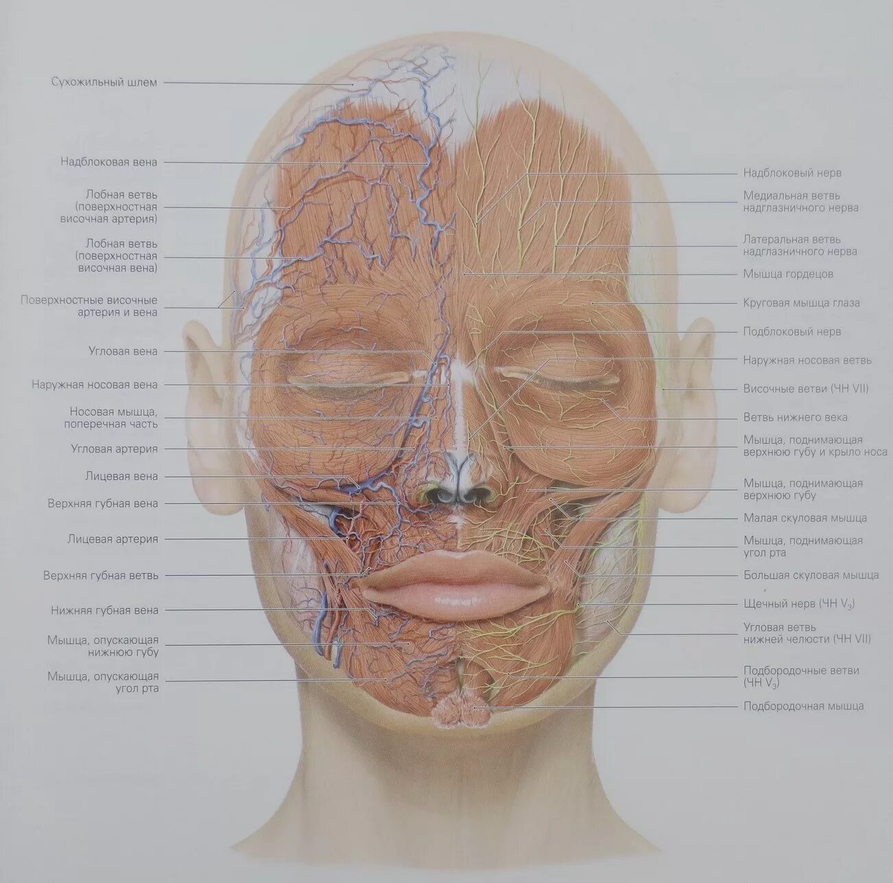 Кровеносные сосуды лица топографическая анатомия. Лицевая Вена топографическая анатомия. Иннервация лица топографическая анатомия. Топография анатомия сосудов и нервов лица.