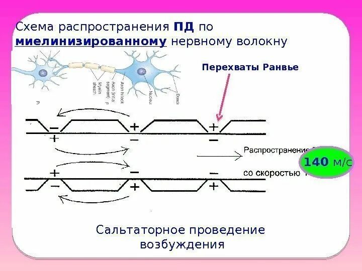 Сальтаторный механизм проведения импульса. Нервный Импульс миелинизированные волокна рисунок 7. Сальтаторный механизм проведения возбуждения. Схема распространения возбуждения по нервному волокну. Распространение пд