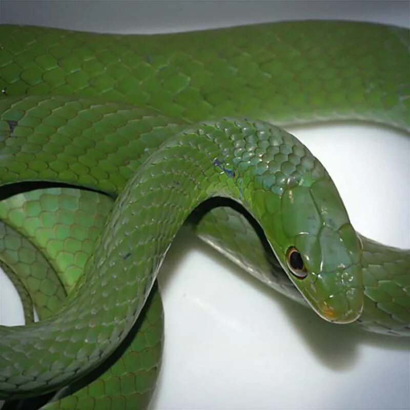 Африканский кустарниковый уж. Уж Африканский кустарниковый зеленый. Philothamnus semivariegatus. Полоз змея. Какой цвет змеи 2025