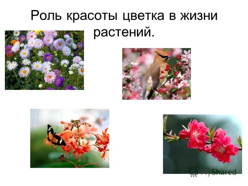 Сообщение о нарциссе. Рассказ о красоте растений. Берегите растения. Описание красоты цветов. Описание красоты цветов.