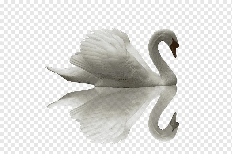 Лебедь на прозрачном фоне. Лебеди для фотошопа. Лебедь без фона. Лебедь на белом фоне. Картинка лебедей на прозрачном фоне