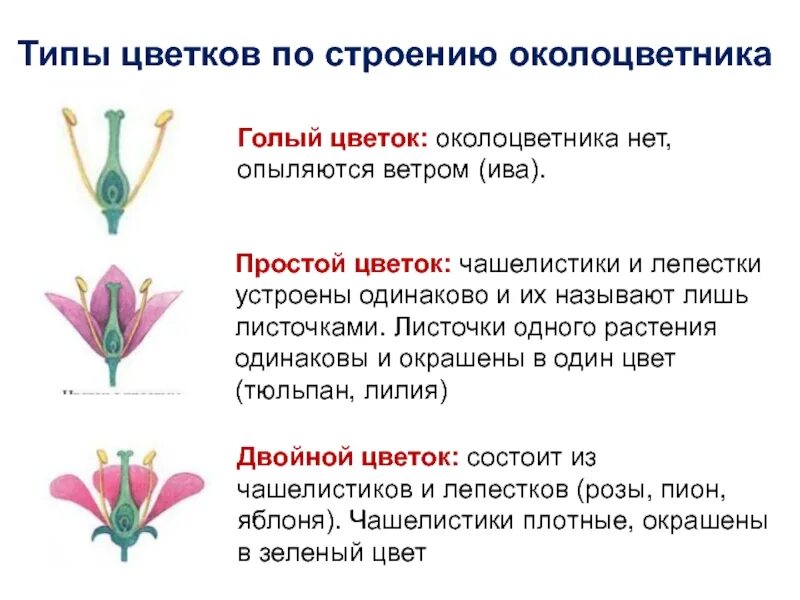 Виды околоцветника