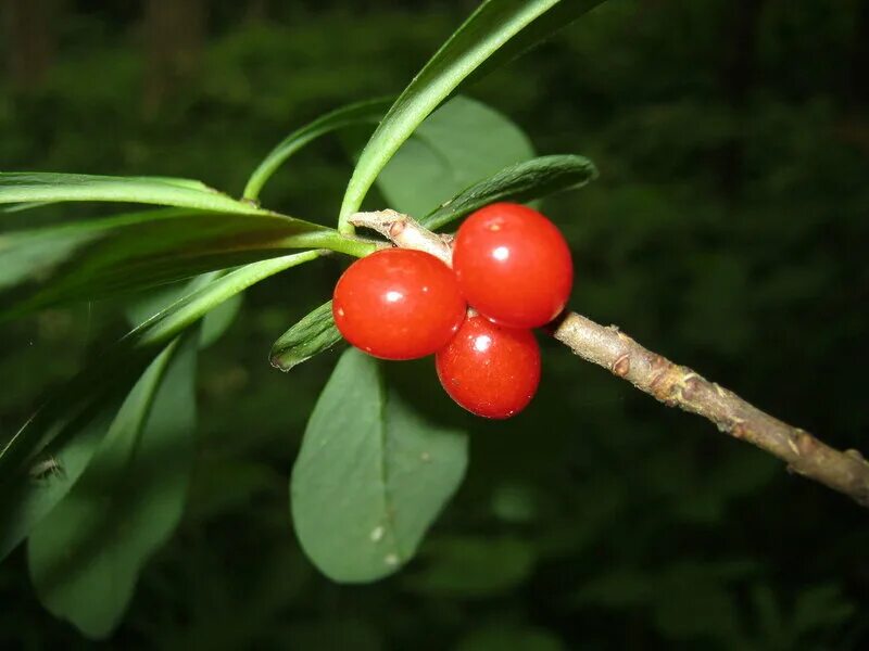 волчья ягода волчья ягода. бирючина обыкновенная ягоды. волчьи ягоды цвет. волчья ягода куст. волчьи ягоды цвет.