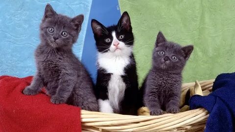 Котята кошки коты картинки
