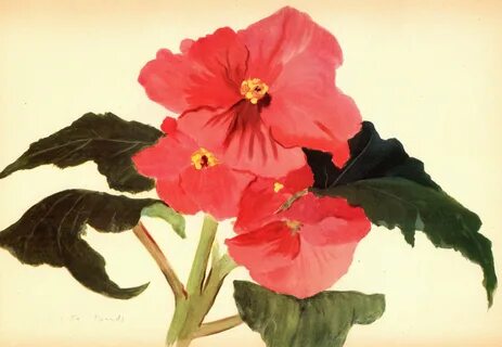 Antique Begonia Botanical Art Print Red Flower Gallery Wall Art Livingroom ...