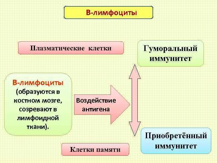 Т и б клетки. B лимфоциты образуются. Лимфоциты понятие. Т И Б лимфоциты. B лимфоциты строение.