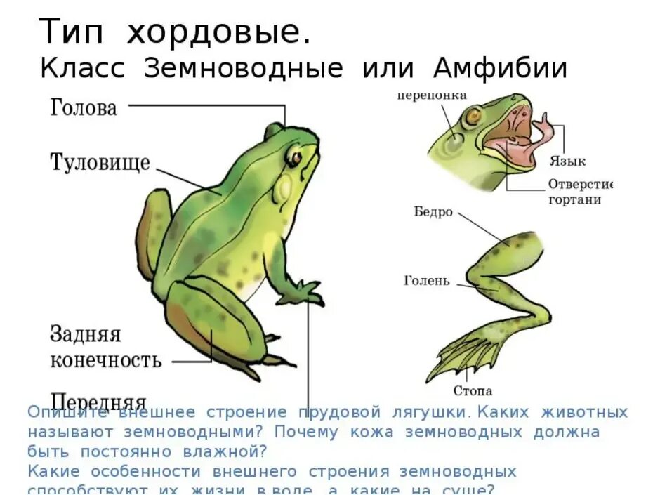 Характеристика амфибий и рептилий. Земноводные строение. Земноводные внешнее строение. Земноводные строение лягушки. Характеристика внутреннего строения земноводных.