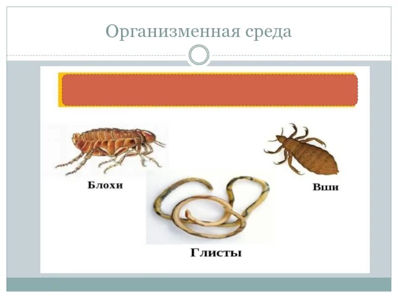 Организменная среда обитания характеризуется обилием. Организмы организменной среды обитания. Организменная среда обитания среда обитания. Среды жизни организменная среда обитатели. Организменная среда обитания примеры организмов.