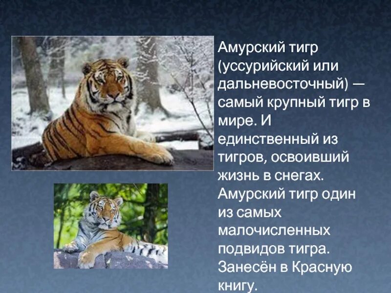 Амурский тигр красная книга краткое описание. Описание амурского тигра. Рассказ про амурского тигра. Текст про амурского тигра. Рассказ о амурском тигре.