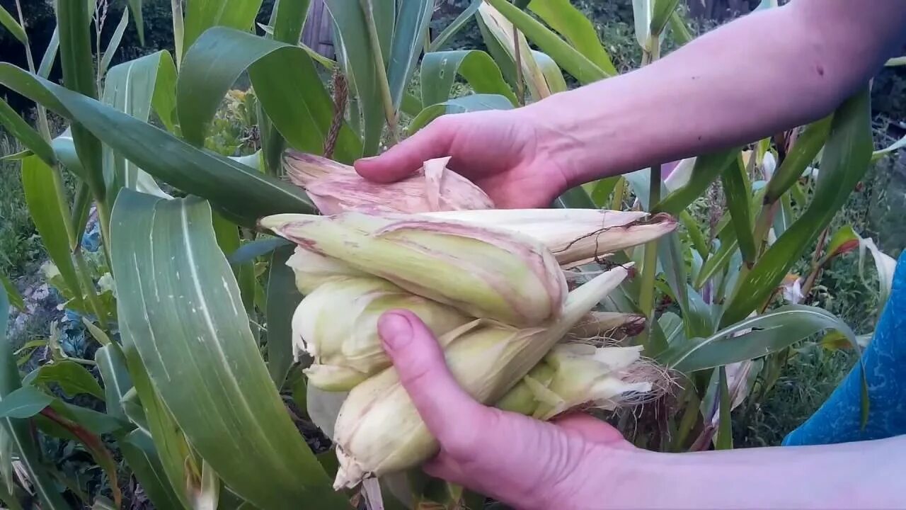 В каком месяце сажают кукурузу. Пасынковка кукурузы. Кукуруза p2088. Бель початков кукурузы. Посадка кукурузы.