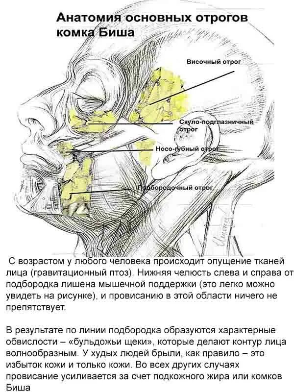 Комок биша анатомия отростки. Жировая ткань на лице схема. Комочки биша анатомия на лице. Жировое тело биша отростки. Жировой комок.
