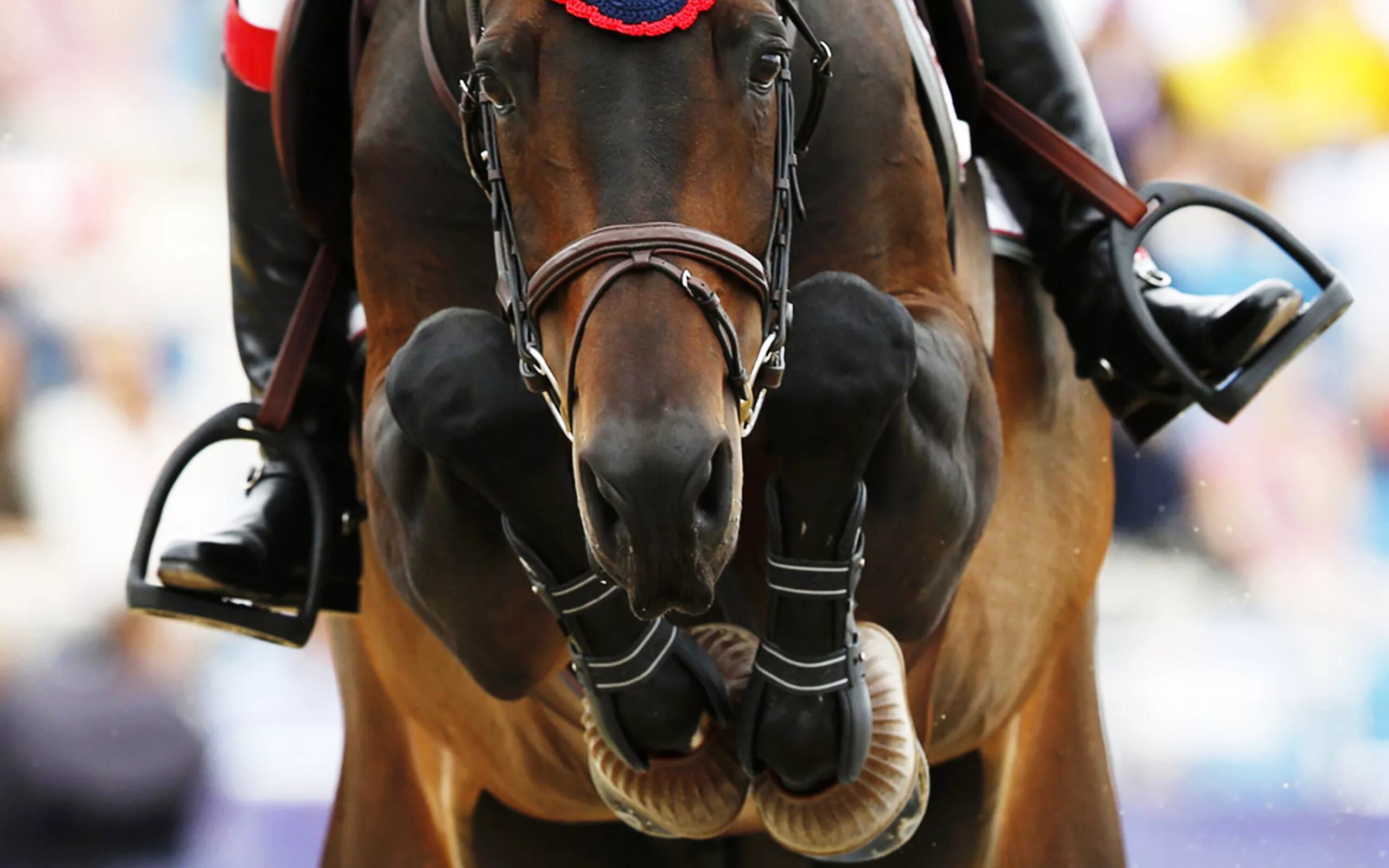 Horse sport. Конкур конный спорт. Эстетика конного спорта конкур. Лошадь на соревнованиях. Спортивные лошади.