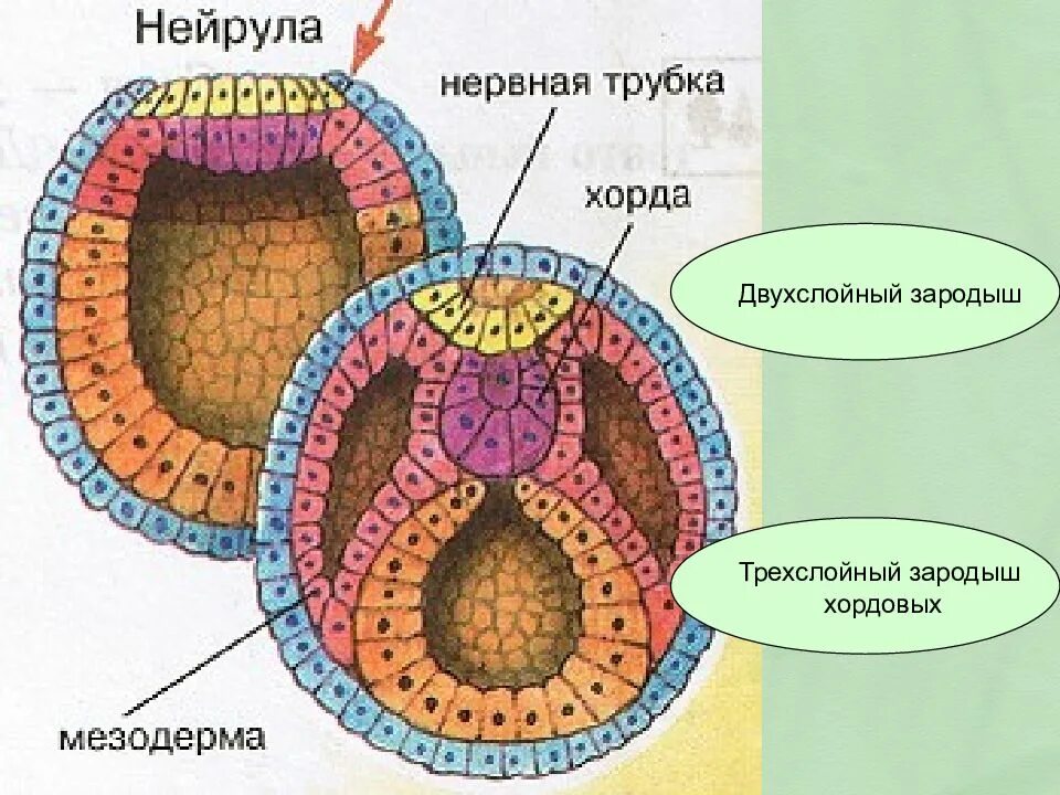 Зародышевый листок 1 энтодерма 2 мезодерма