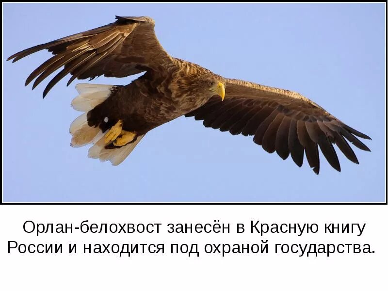 Орлан белохвост занесен в красная книга. Ареал обитания степного орла. Орлан белохвост занесен в красная книга. Орлан-белохвост. Орлан-белохвост красная.