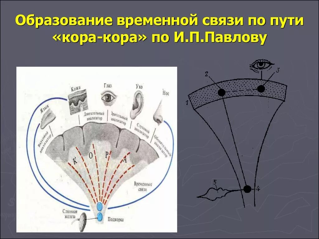 Временная нервная связь. Теории образования временной связи. Образование временной связи