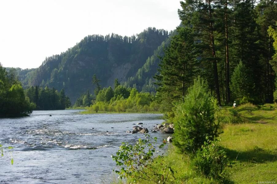 Вода в реке бия. Исток реки Бия. Река Бия Алтай. Алтай река Бия Вики. Река лебедь Турочак.