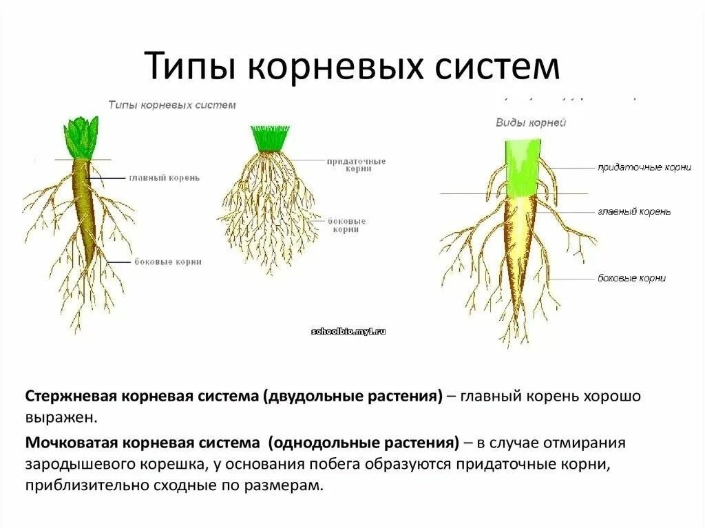 Мочковатая корневая система это в биологии 6 класс. Типы корневых систем. Стержневая система корня у двудольных. Строение мочковатой корневой системы. Сколько лет корневой