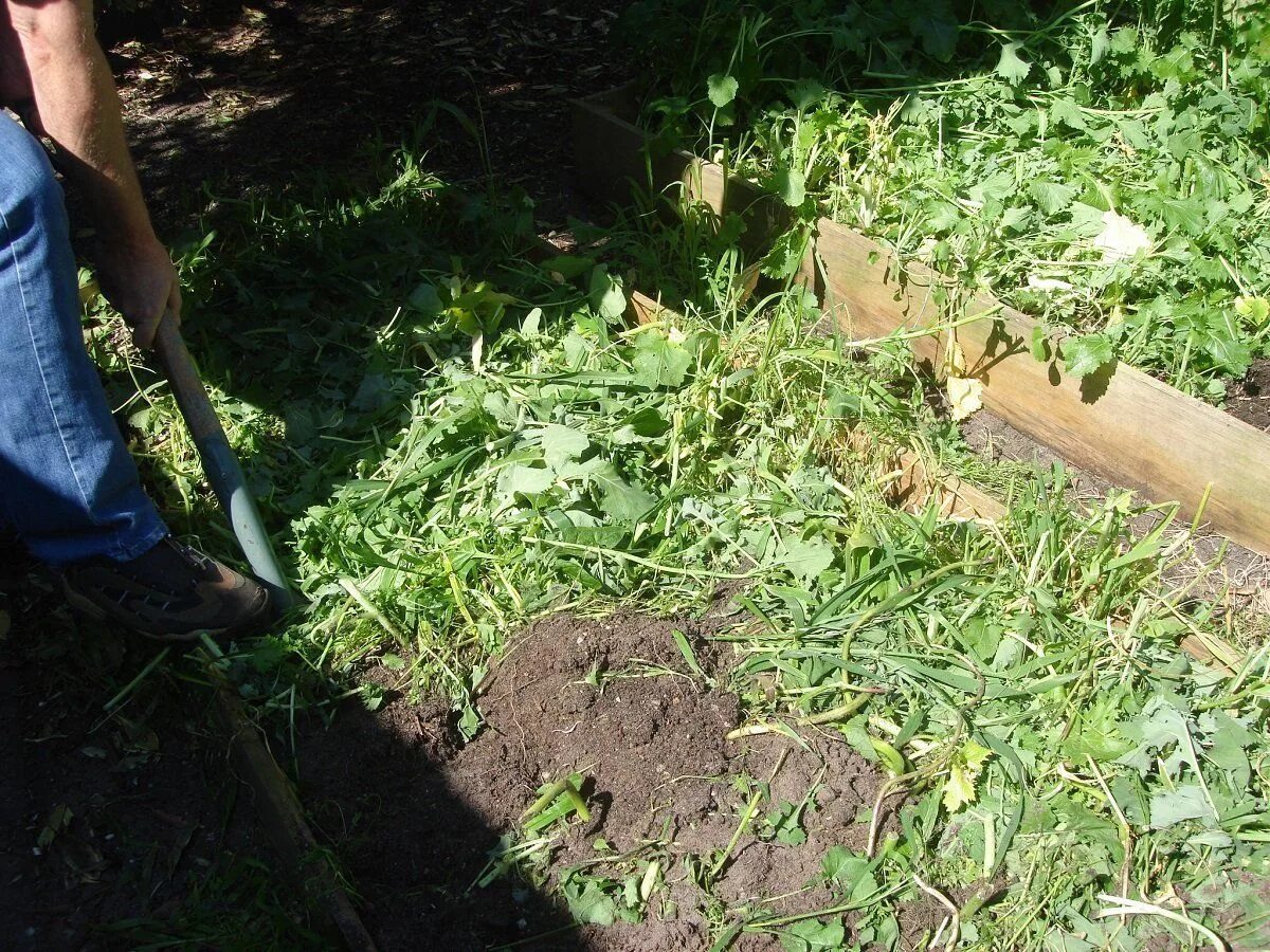Какая почва на даче. Горчица сидерат косить. Перекопка огорода сидераты. Вика для огорода сидераты. Зеленые удобрения сидераты.
