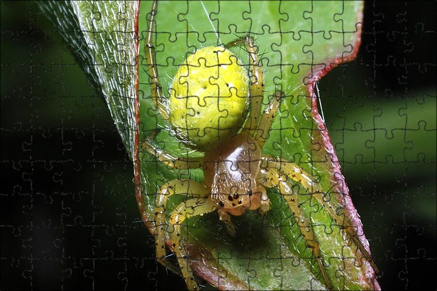 Evil Eight Legged Banana Spider species, Spider, Spider bites